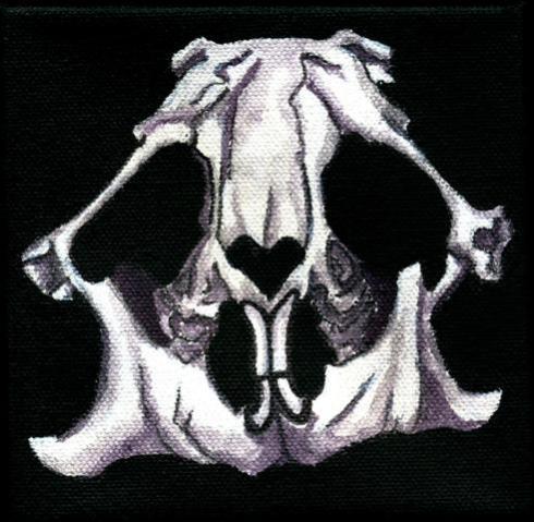 This is what a Columbian Ground Squirrel's skull looks like...when I paint it.