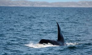Comet the killer whale (aka Dopey Dick)
