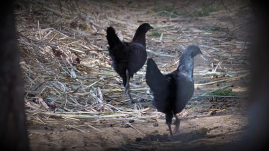 double and rotation march 2016 P1080370.jpg