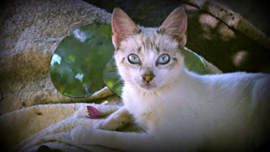 vanilla eyes P1080314