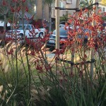 Kangaroo Paws