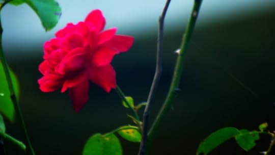 photo 101 natural world amd leading lines march 2016 P1080177