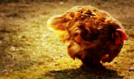 photo 101 warmth and the quality of light march 2016 P1080174.jpg