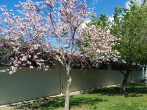 spring foliage