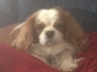 Cavalier King Charles Spaniel on a blanket