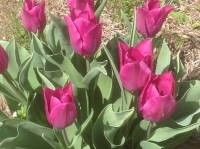 Purple Tulips