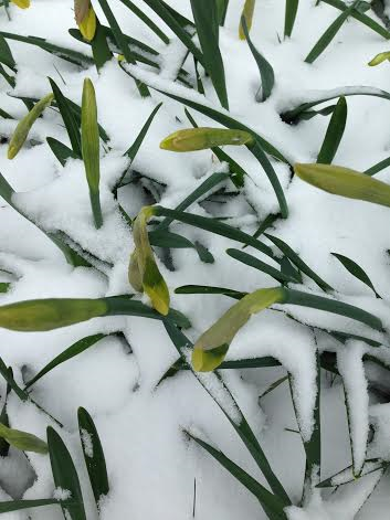 frozen daffs