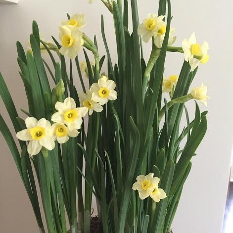 daffs forced 2016