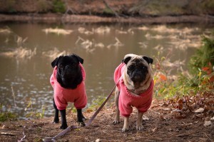 Photo of two pugs in sweaters by a river