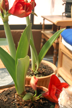 Amaryllis with a Twist