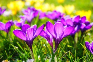 crocus-318291_1920