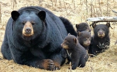 mama bear