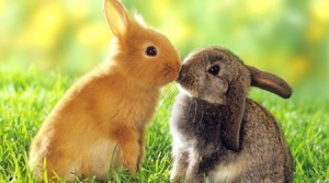 Cancer Sucks. Here are two kissing bunnies to make up for it.