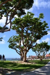 Trees in Seaport Village, San Diego