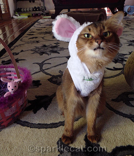 annoyed somali cat in bunny costume