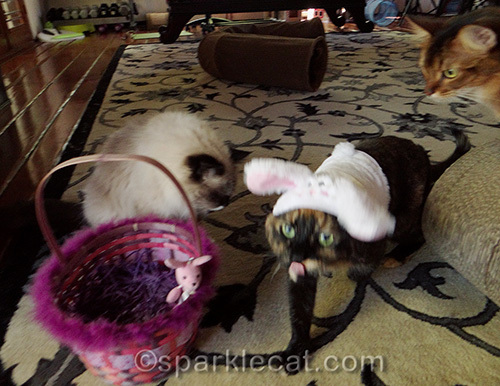 random outtake of cats during Easter photo shoot