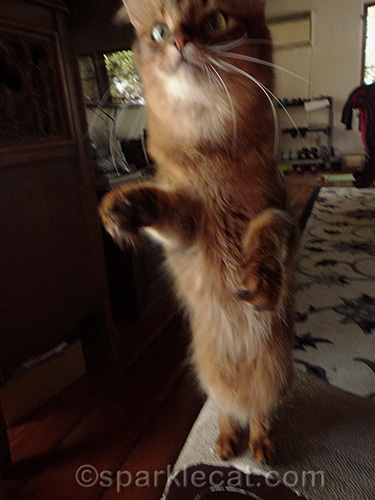 Somali cat on her hind legs