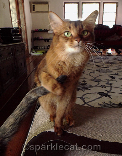 somali cat holding tortoiseshell cat tail
