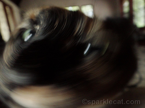 weird photo of tortoiseshell cat