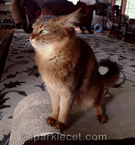 somali cat looking thoroughly disgusted