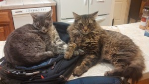 its our backpack now