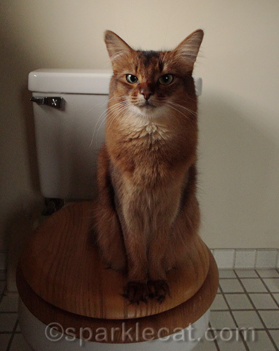 somali cat sitting on human toilet and looking serious