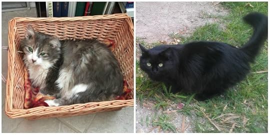 cats-of-key-west