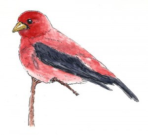 Stillman & Birn Beta, Platinum 3776