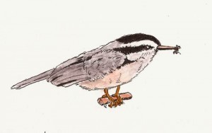 Stillman & Birn Beta, Platinum 3776