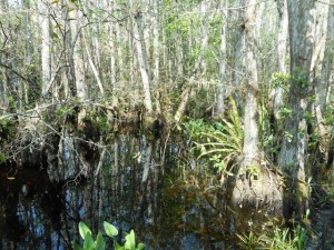 CypressSwamp Cypresses1