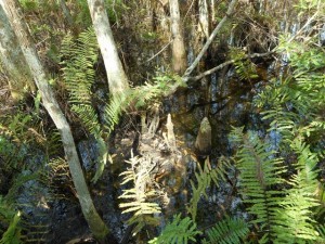 CypressSwamp Knees1