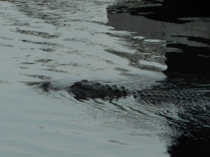 EvergladesGator2 small