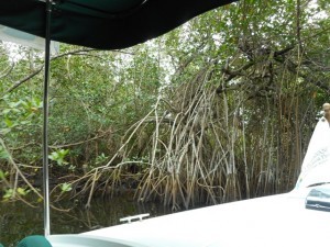 SW FL Conservancy River Tour Mangrove roots