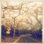 Koala devastation, Cape Otway