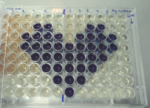 96 well plate with heart design