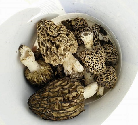 Photo: How to forage for food