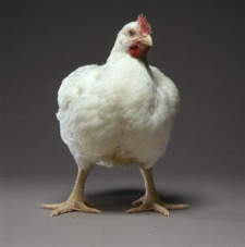 white-broiler-chicken