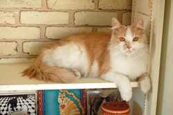 Persephone Steals the Shelf!