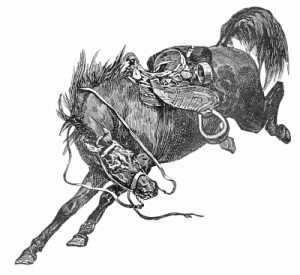 horse bucking bronco