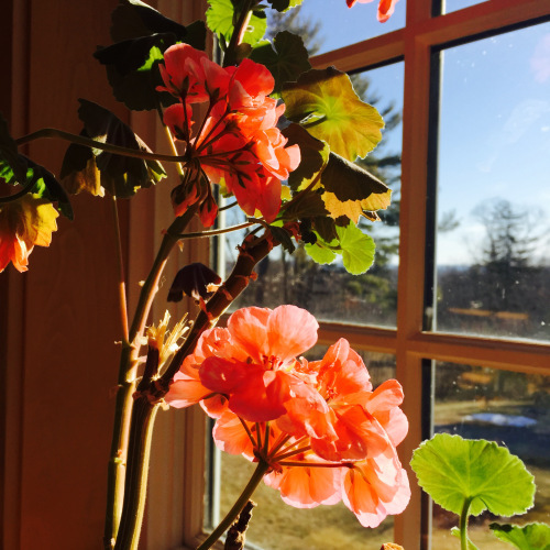 geraniums