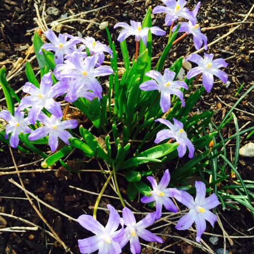 spring
