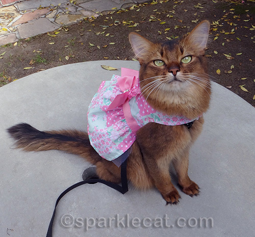 somali cat wearing a spring dress