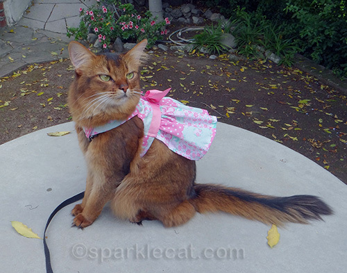 somali cat posing in a new spring dress