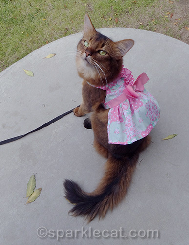 somali cat showing off back of spring dress