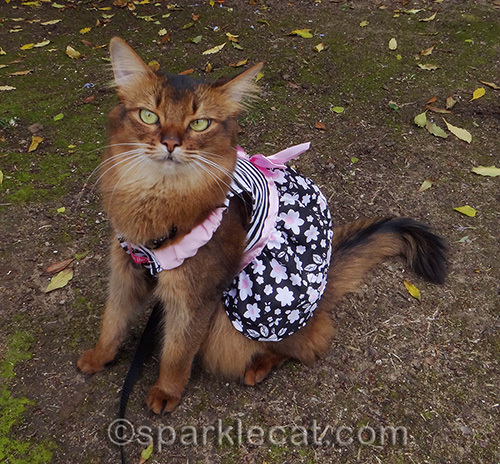 somali cat posing in pink, black and white dress