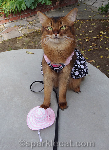 somali cat in pink, black and white dress, with spring hat