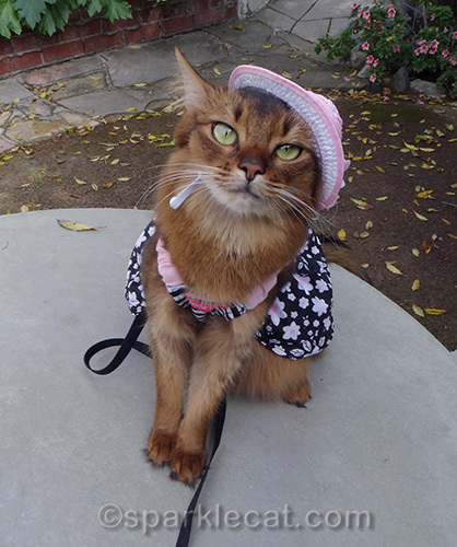 Somali cat wearing a pink, black and white dress and a pink and white straw hat.