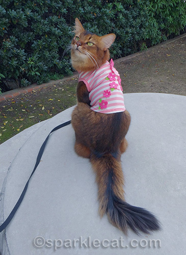 somali cat wearing casual pink t-shirt