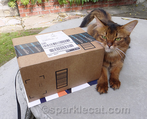 somali cat rubbing on box from Amazon