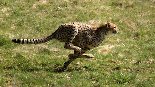 Gepardjagt1_(Acinonyx_jubatus).jpg